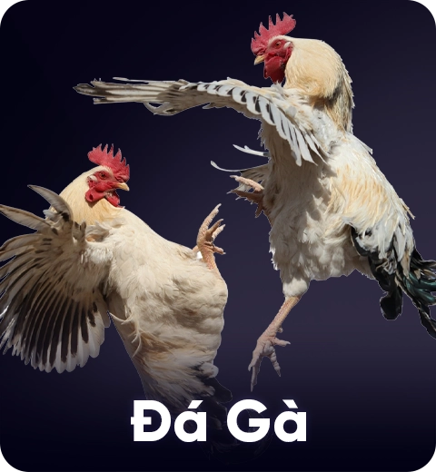 Đá gà haywin