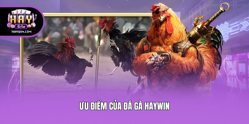 Ưu điểm của đá gà Haywin